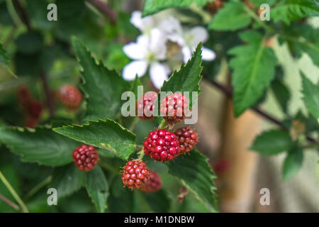 Immaturo blackberry rossa frutta - profondità di campo con foglie e fiori di colore bianco in background. Cultivar è priva di spine Navaho. Fotografato in Nuova Ze Foto Stock