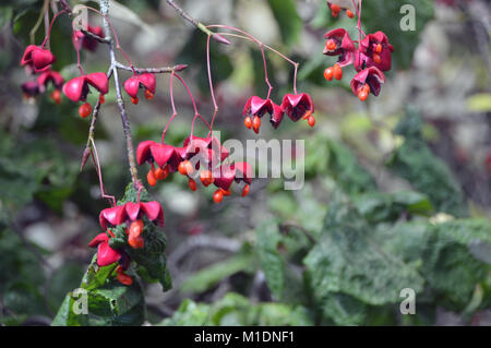 I semi e i frutti delle Euonymus oxyphyllus/Coreano Giapponese albero mandrino ad RHS Garden, Harlow Carr, Harrogate, Yorkshire. Regno Unito. Foto Stock