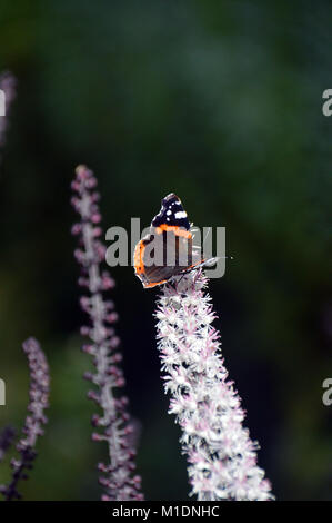 Unico Red admiral Butterfly (Vanessa Atalanta) su Actaea simplex atropurpurea (Gruppo) Fiori RHS Garden, Harlow Carr, Harrogate, Yorkshire. Regno Unito. Foto Stock