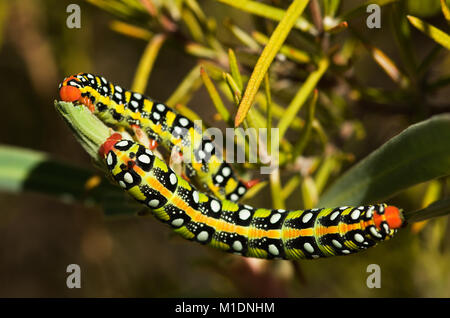 Due di euforbia hawk-moth bruchi (Hyles euphorbiae) concentrandosi sulla vista dorsale del più vicino. Gli animali sono in gran parte ricoperta di verde e di alimentazione sono sulla loro Foto Stock