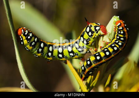 Due di euforbia hawk-moth bruchi (Hyles euphorbiae) concentrandosi sulla vista laterale del più grande e che mostra la famiglia Sphingidae caratteristica Foto Stock