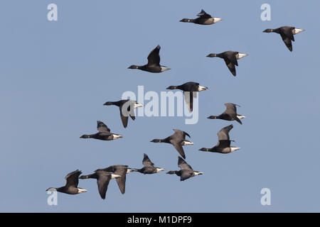 In matasse di Brent oche attraverso i cieli Foto Stock