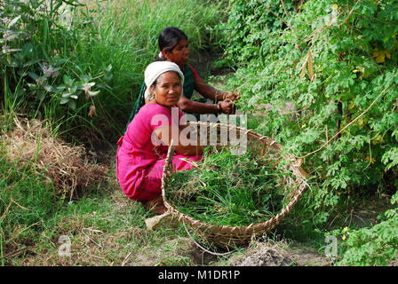 Le donne che lavorano nei campi del Nepal Foto Stock