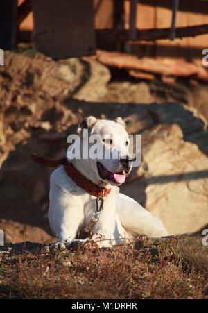 Giovani alabai cane guardia vicino a casa di villaggio Foto Stock