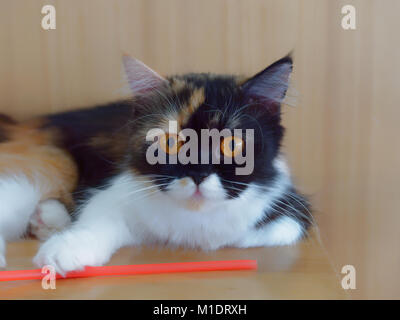 Bianco e Marrone di gatto con marcatura sul naso e la bocca in appoggio sul tavolo di legno con lo sfondo di legno Foto Stock