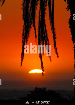 Palm tree tramonto, Camps Bay, Città del Capo, Western Cape, Sud Africa Foto Stock