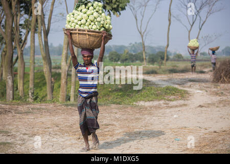 Un contadino di ritorno dal campo con Kohlrabis. Foto Stock