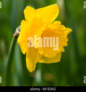 Un singolo giallo daffodil bloom. Foto Stock