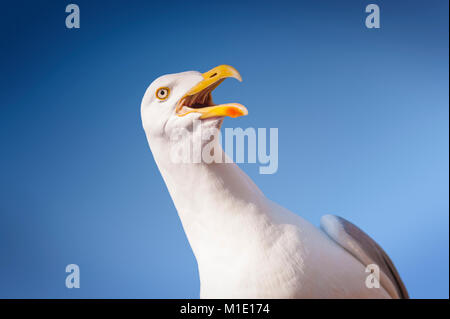 Arrabbiato Gabbiano adulto contro il cielo blu. Brighton e Hove, East Sussex, Regno Unito Foto Stock