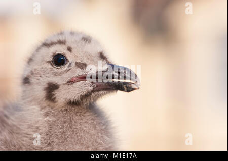 Baby Seagull Aringa Gull Closeup. Brighton, East Sussex, Regno Unito Foto Stock