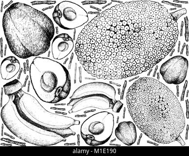Frutta, Illustrazione disegnata a mano schizzo di Pomerac freschi, jackfruit e banana isolato su sfondo bianco. Illustrazione Vettoriale