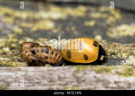 Appena emerso 7-spot Ladybird (Coccinella septempunctata) su un fencepost accanto la sua pupa. Due ore più tardi ha ottenuto i suoi colori. Tipperary, Irlanda. Foto Stock