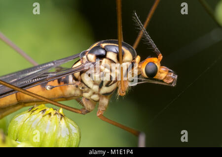 Tiger Cranefly (Nephrotoma sp.), arroccato su di un fiore di erba tossica di testa. Close up foto macro della sua testa e torace. Cahir, Tipperary, Irlanda. Foto Stock