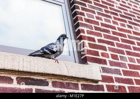 Primo piano di un piccione seduta sul davanzale della costruzione di mattoni vetro in Brooklyn, New York, New York City urban, espressione divertente Foto Stock