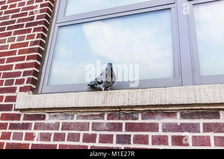 Primo piano di un piccione seduta sul davanzale della costruzione di mattoni vetro in Brooklyn, New York, New York City urban, espressione divertente Foto Stock