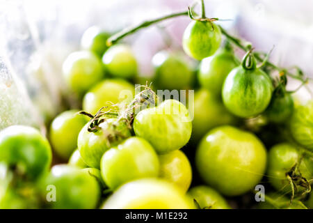 Macro closeup di molti piccoli acerbi pomodori verdi sulla vite da giardino in contenitore di plastica Foto Stock