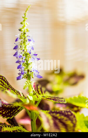 Primo piano di ikebana coleus pianta in vaso sul tavolo con luce solare d'oro, blu viola floreale, bambù sfondo tatami Foto Stock