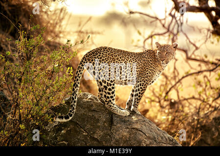 Stalking leopard al tramonto, Panthera pardus, nel Parco Nazionale del Serengeti, sito patrimonio mondiale dell'UNESCO, Tanzania Africa Foto Stock