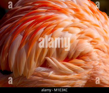 Close up di flamingo piume Foto Stock