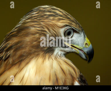 Red tailed hawk ritratto Foto Stock