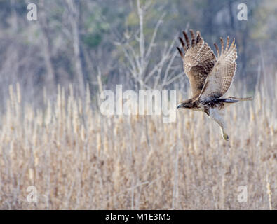 Red tailed hawk in volo Foto Stock