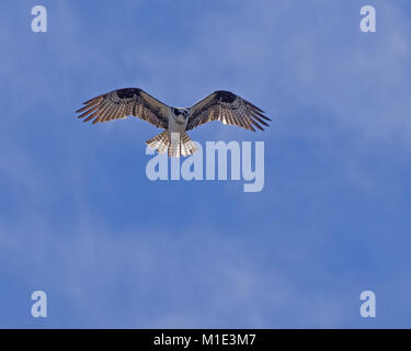 Osprey in bilico contro un cielo blu con nuvole Foto Stock