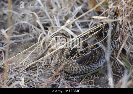 Il Wilson's beccaccino nascondendo in erba secca Foto Stock