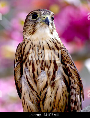 Un giovane Merlin si siede di fronte a fiori di colore rosa Foto Stock