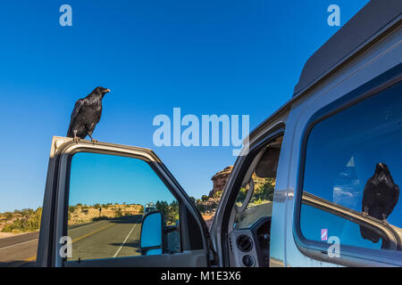 Raven comune, Corvus corax, chiedendo cibo dai turisti in piedi sul veicolo aperto la porta a Big Spring Canyon Overlook nel distretto di aghi di Ca Foto Stock