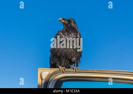 Raven comune, Corvus corax, chiedendo cibo dai turisti in piedi sul veicolo aperto la porta a Big Spring Canyon Overlook nel distretto di aghi di Ca Foto Stock