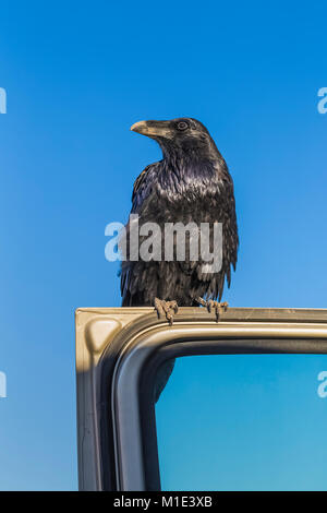 Raven comune, Corvus corax, chiedendo cibo dai turisti in piedi sul veicolo aperto la porta a Big Spring Canyon Overlook nel distretto di aghi di Ca Foto Stock