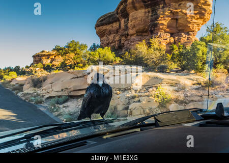 Raven comune, Corvus corax, chiedendo cibo dai turisti in piedi sul cofano del veicolo e guarda in a Big Spring Canyon Overlook negli aghi D Foto Stock