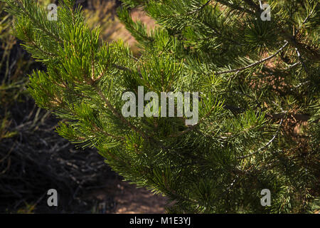 A due aghi di pino Pinyon, Pinus edulis, crescendo in un giardino di identificazione presso il centro visitatori nel distretto di aghi del Parco Nazionale di Canyonlands, Foto Stock