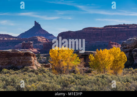 Sei Shooter picco e Fremont Cottonwoods, Populus fremontii, su una splendida giornata di ottobre nel distretto di aghi del Parco Nazionale di Canyonlands, Utah, USA Foto Stock