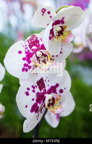 Phalaenopsis Foto Stock