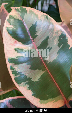 Ficus elastica "Belize" Foto Stock