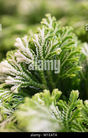 Selaginella martensii Foto Stock