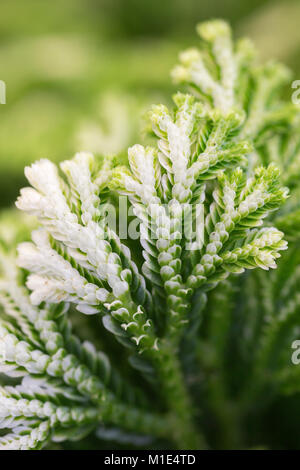 Selaginella martensii Foto Stock