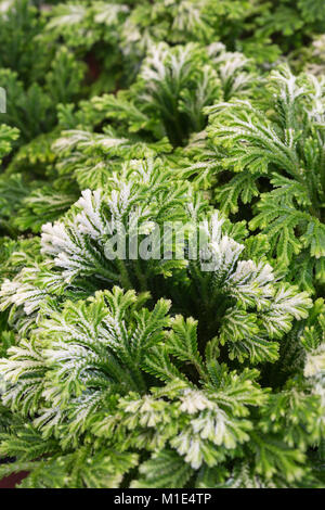 Selaginella martensii Foto Stock