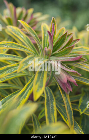 Euphorbia x martinii "Ascot Rainbow' Foto Stock