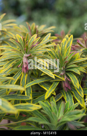 Euphorbia x martinii "Ascot Rainbow' Foto Stock