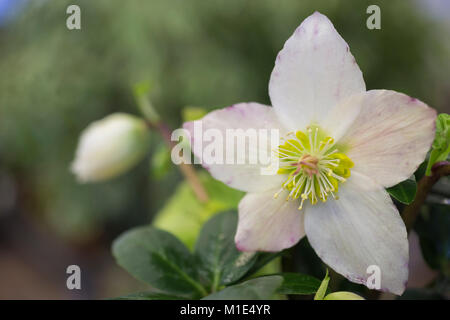 Helleborus niger 'Christmas Carol' Foto Stock