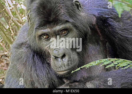 Silverback gorilla di montagna in Impenerable Bwindi National Park, Uganda. Foto Stock