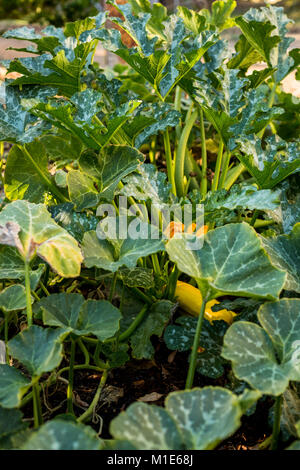 Zucchine dorate che cresce in backyard veggie patch con zucche Foto Stock