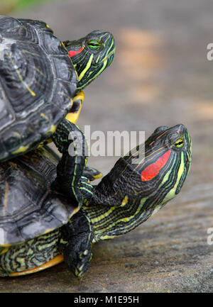 Coppia di Red-eared slider tartarughe in giardino zoologico Foto Stock