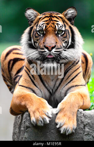 Unico tigre di Sumatra nel giardino zoologico Foto Stock