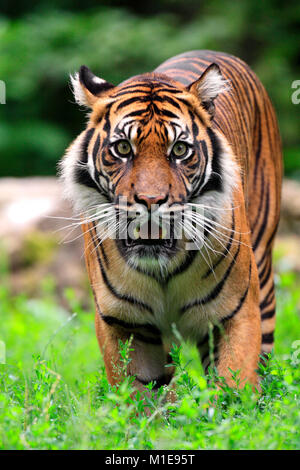 Unico tigre di Sumatra nel giardino zoologico Foto Stock