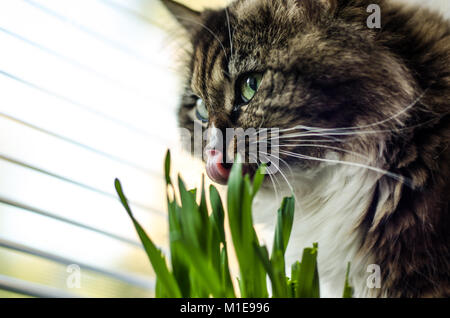 Cat mangiare erba Foto Stock