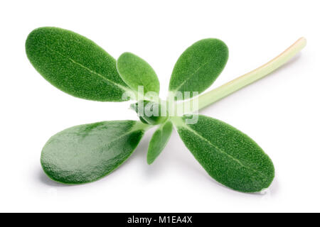 Purslane comune (Portulaca oleracea) foglie. I tracciati di ritaglio, shadow separati Foto Stock