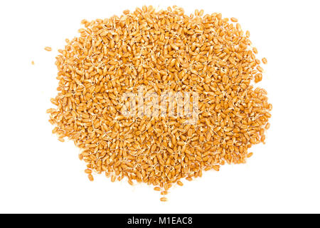 Semi di grano con i germogli isolati su sfondo bianco Foto Stock